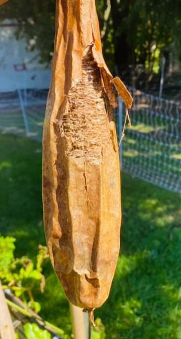 Thumbnail: Luffa aegyptica - Luffa / Sponge Gourd / Loofah - 10 seeds