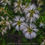 Thumbnail: Melaleuca incana ssp tenella - Dainty Honey Myrtle - 100 seeds