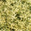 Thumbnail: Clematis microphylla - Old Man's Beard/Small Leaved Clematis - 20 seeds