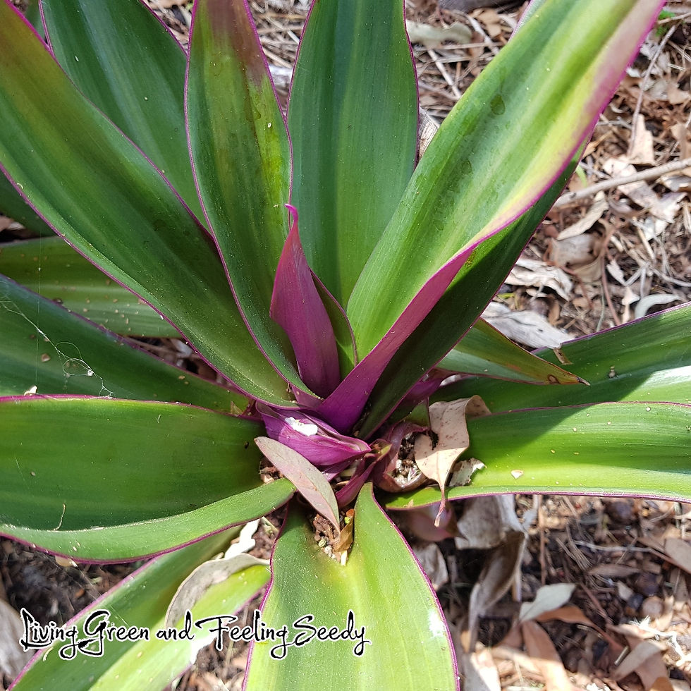 Thumbnail: Rhoeo discolor - Moses in the Cradle / Oyster Plant - 20 seeds