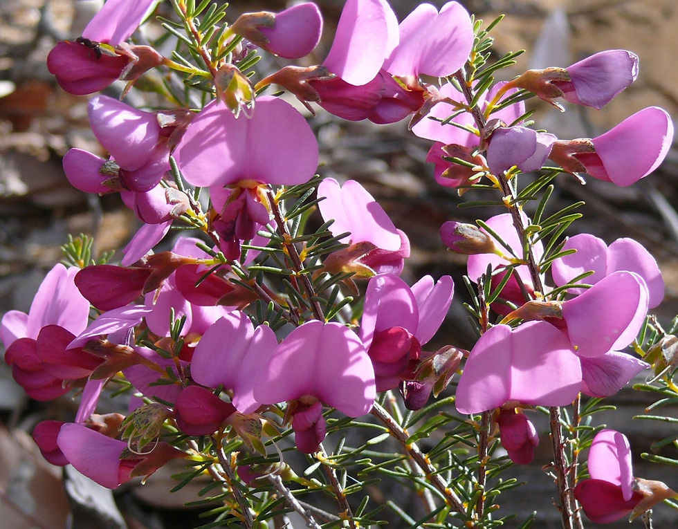 Thumbnail: Gompholobium scabrum - Painted Lady Pea - 30 Seeds