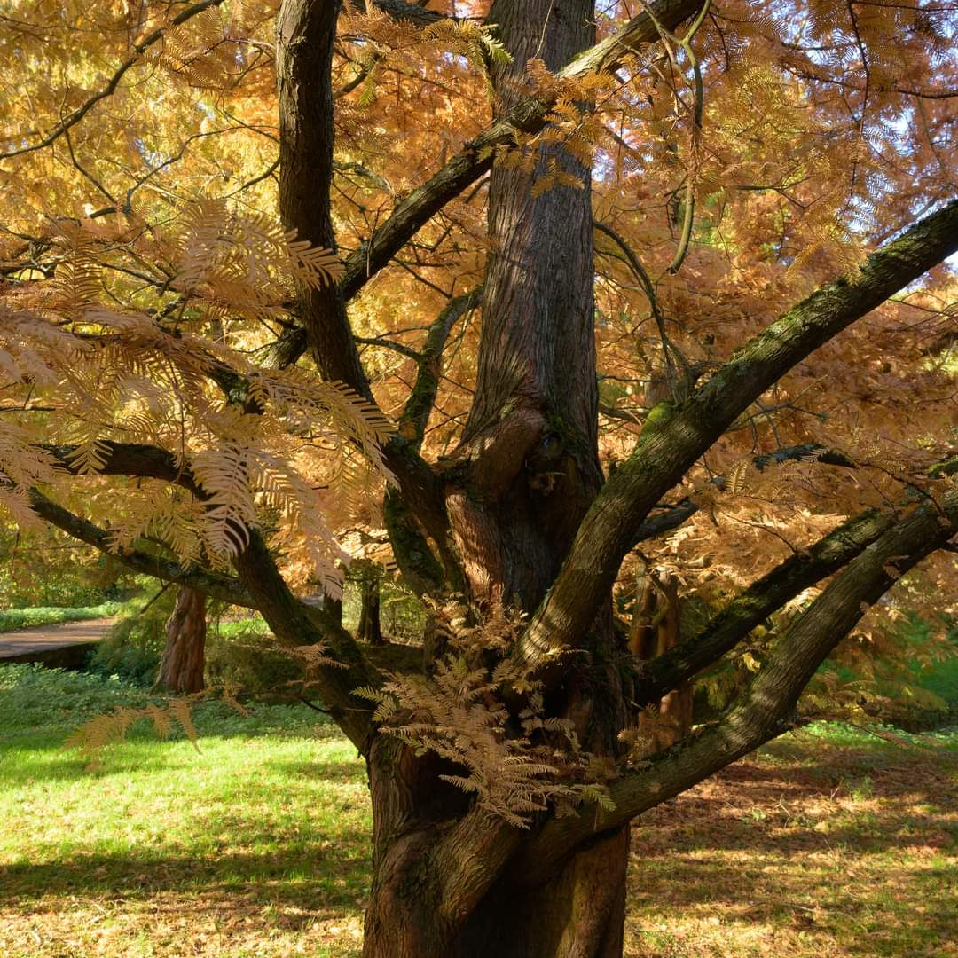 Metasequoia glypstroboides - Dawn Redwood - 20 seeds