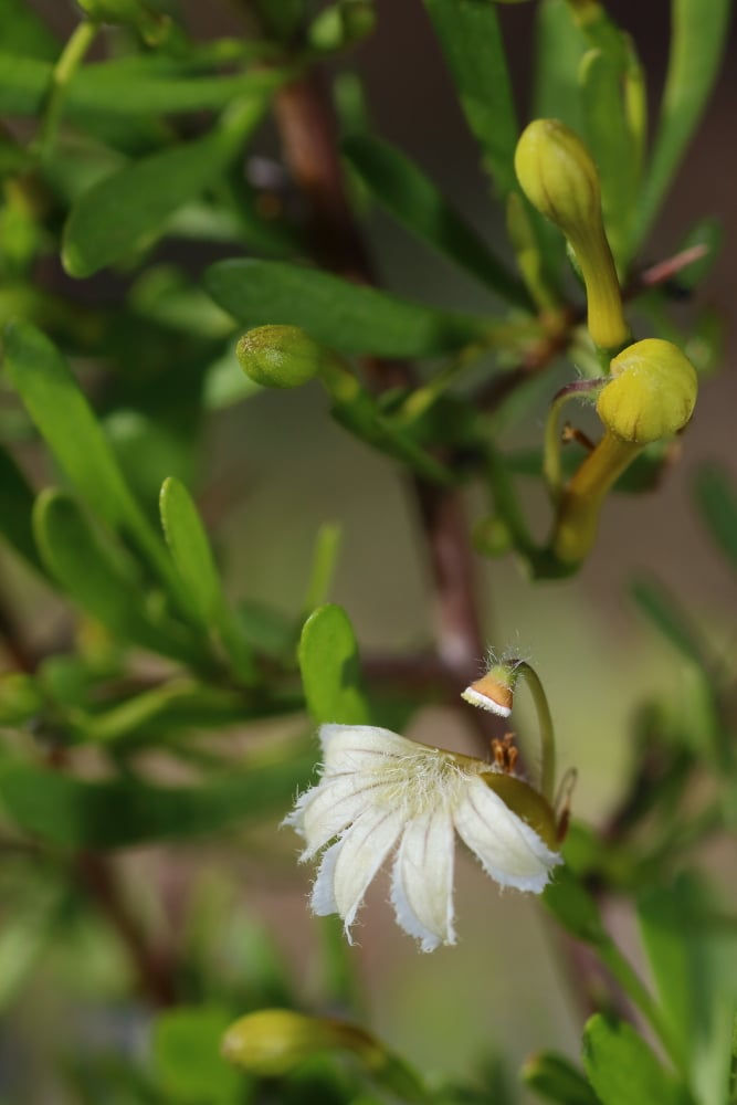 Scaevola spinescens Broad Leaf Form - Maroon Bush / Currant Bush - 10 seeds