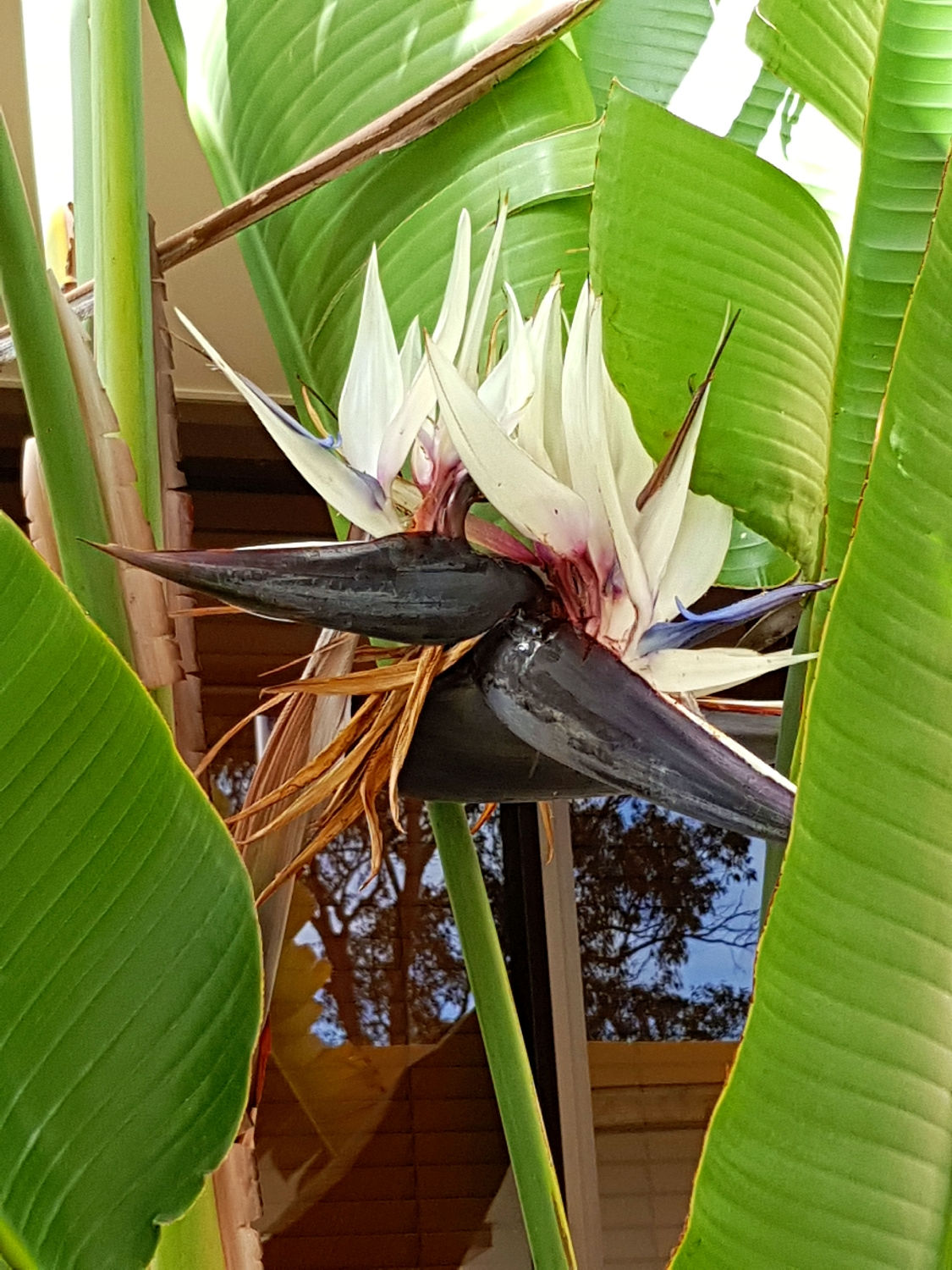 Strelitzia nicolai - White Bird of Paradise / Giant Bird of Paradise - 15 seeds