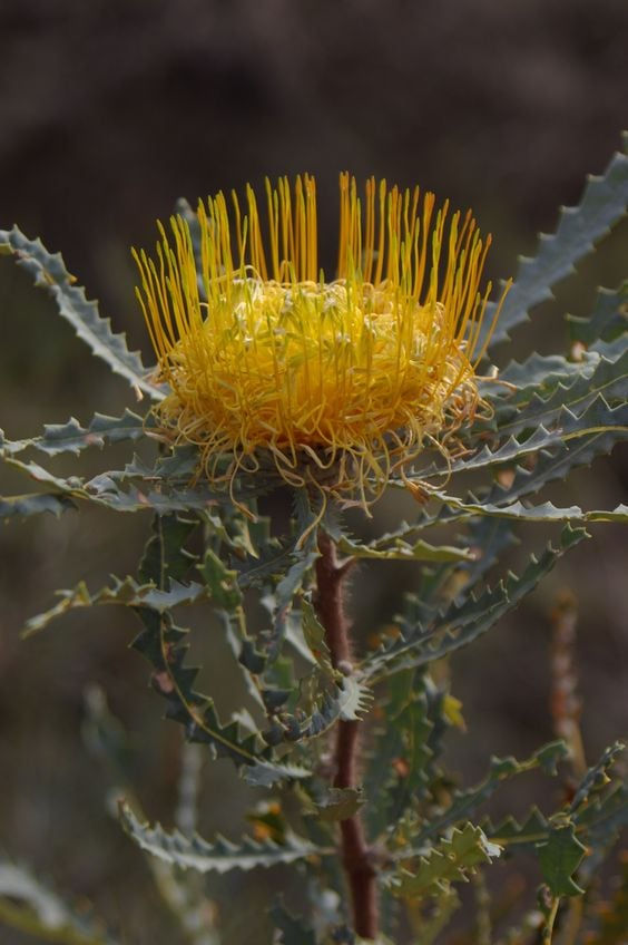 Thumbnail: Banksia nobilis syn Dryandra nobilis - Golden Banksia / Kerosene Bush - 5 Seeds