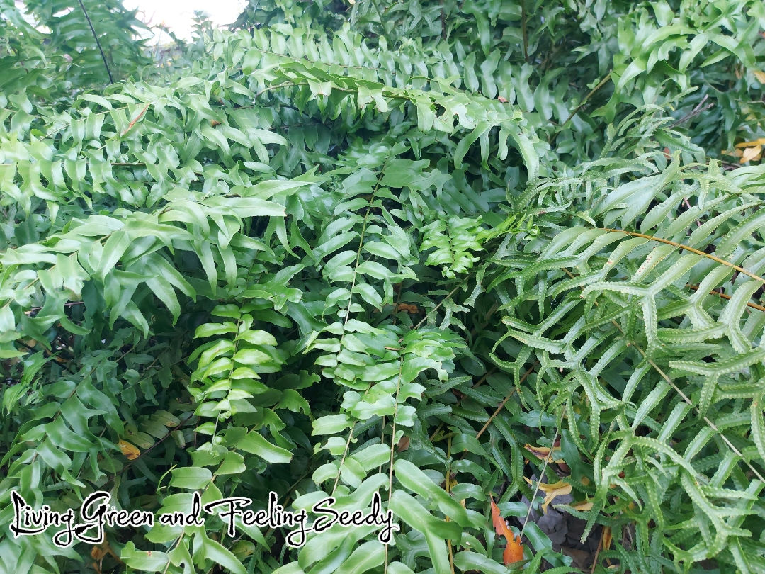 Nephrolepis falcata furcans - Fishtail Sword Fern - 50 spores