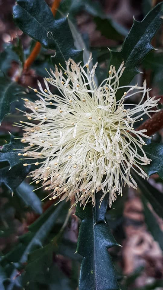 Thumbnail: Banksia obovata syn Dryandra cuneata - Wedge Leaved Dryandra - 10 seeds