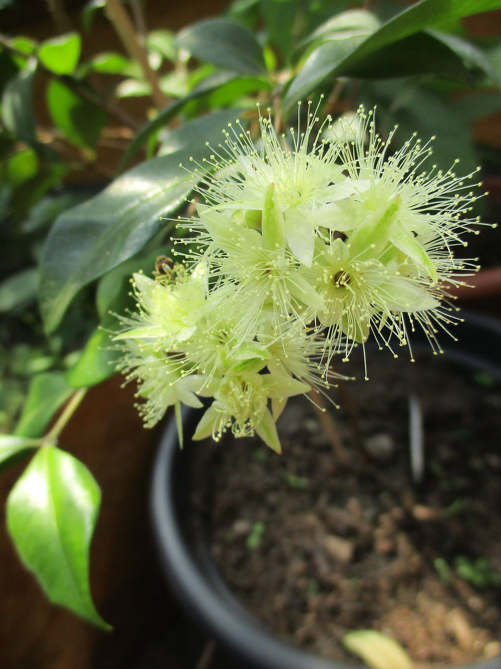 Thumbnail: Backhousia myrtifolia - Cinnamon Myrtle / Grey Myrtle - 25 seed capsules