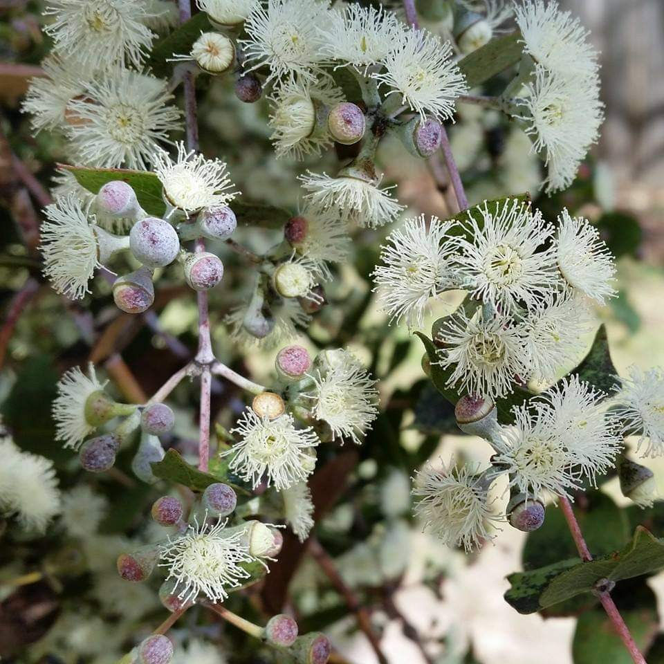 Thumbnail: Eucalyptus risdonii - Risdon Peppermint - 50 seeds
