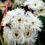 Thumbnail: Eucalyptus scoparia - Wallangarra White Gum - 30 Seeds