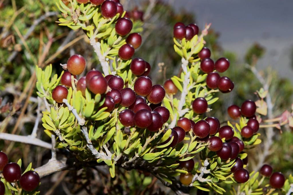 Nitraria billardiera - Native Grape / Nitre Bush - 10 seeds