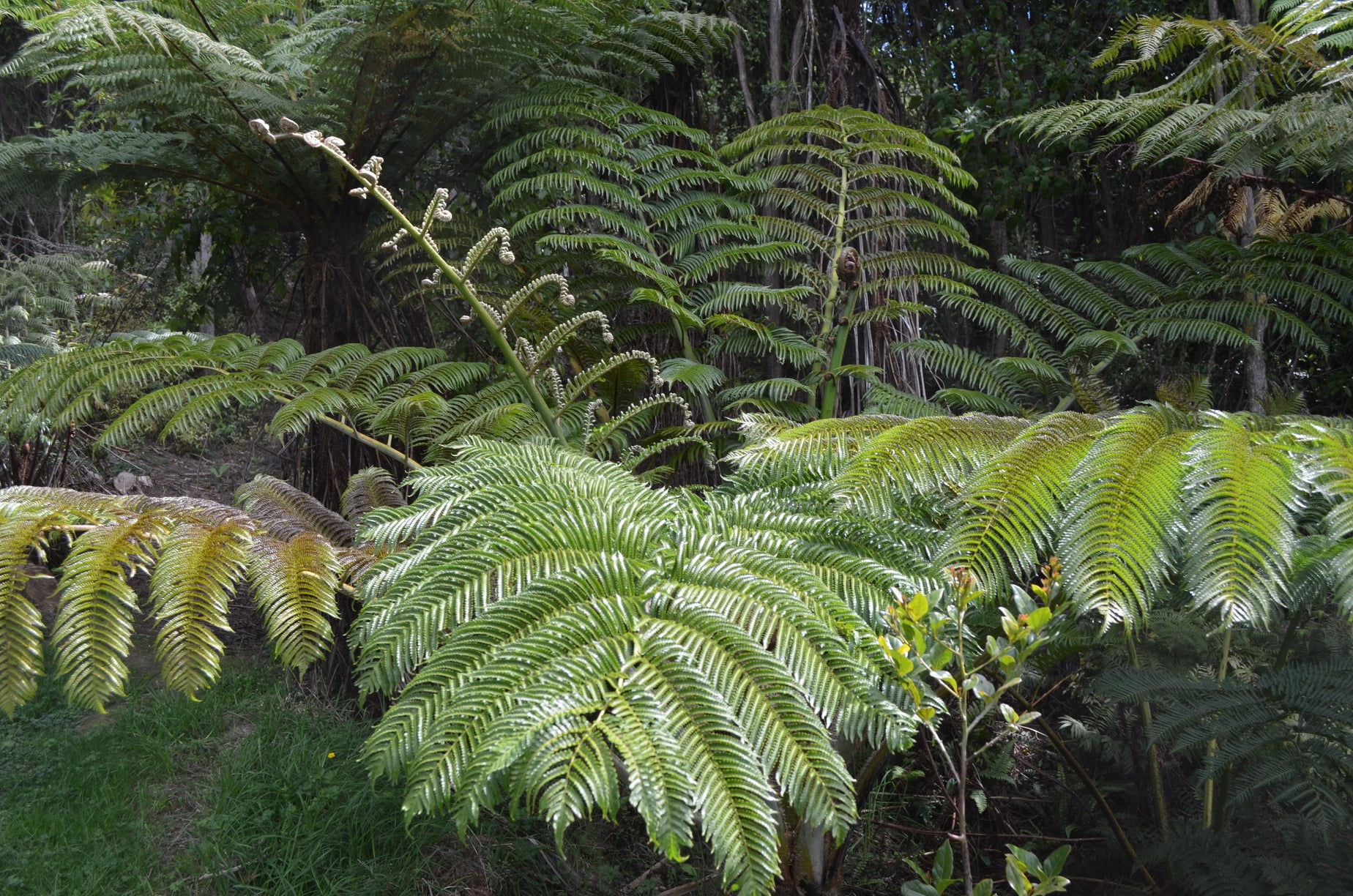 Cyathea robusta - Lord Howe Island Tree Fern - 500 spores