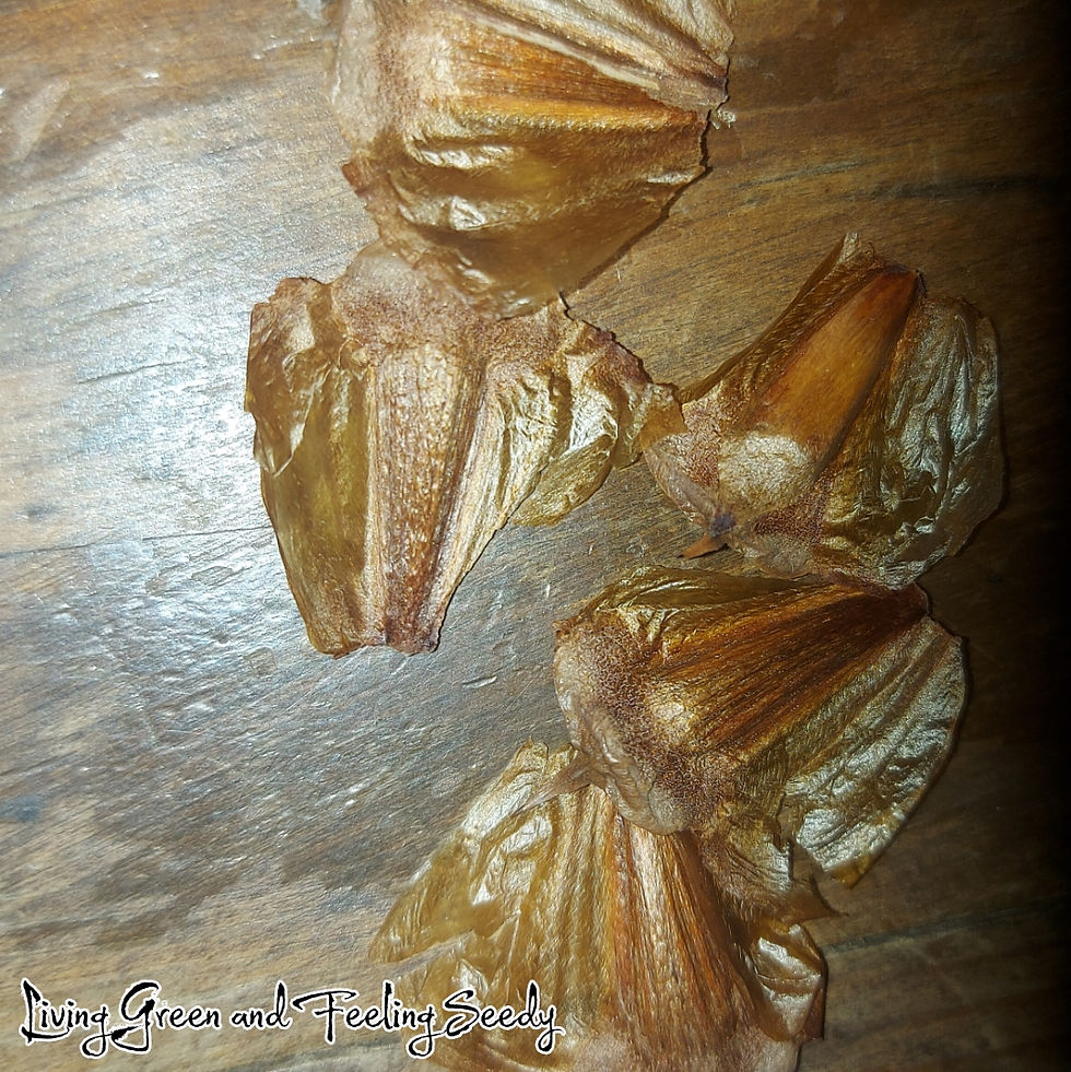 Thumbnail: Araucaria cunninghamii - Hoop Pine - 20 seeds