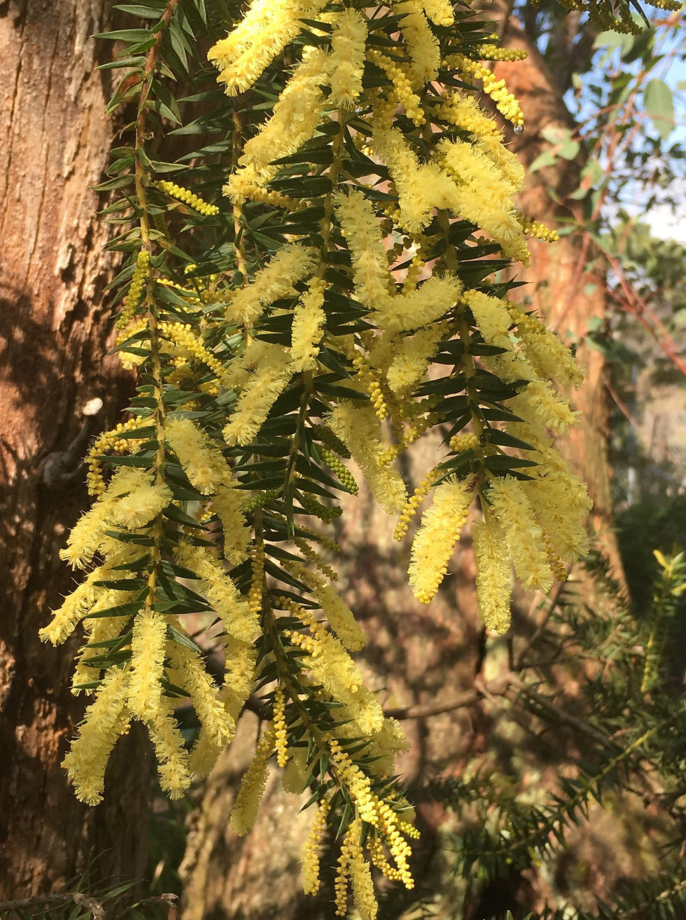 Thumbnail: Acacia oxycedrus - Spike Wattle - 30 seeds