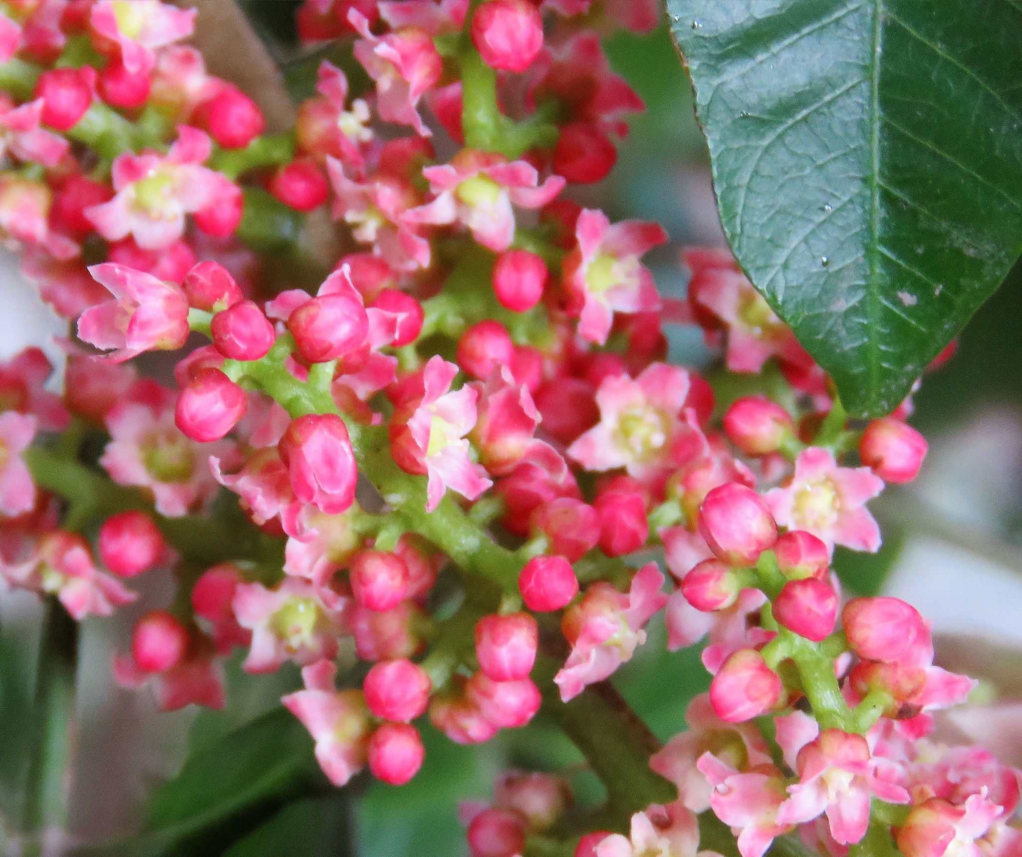 Rhodosphaera rhodanthema - Tulip Satinash / Yellow Cedar - 15 seeds