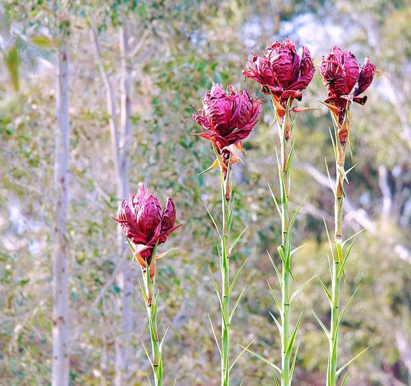 Thumbnail: Doryanthes excelsa - Gymea / Giant Lily - 30 seeds