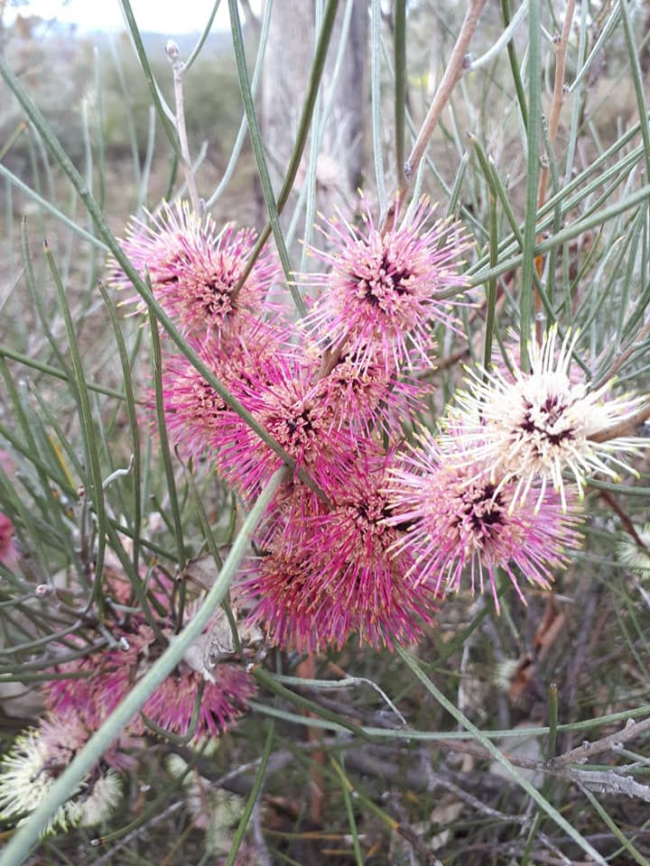 Hakea scoparia - Broom Hakea - 20 Seeds