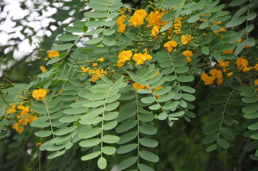 Thumbnail: Tipuana tipu - Rosewood Tree / Pride of Bolivia / Yellow Jacaranda - 10 seeds