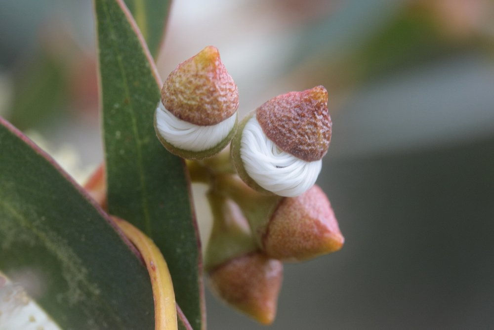 Eucalyptus diversifolia - Coastal White Mallee Gum / Soap Mallee - 50 seeds