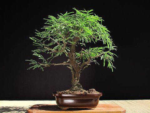 Ceratonia siliqua - Carob Tree - 25 seeds | LGAFS