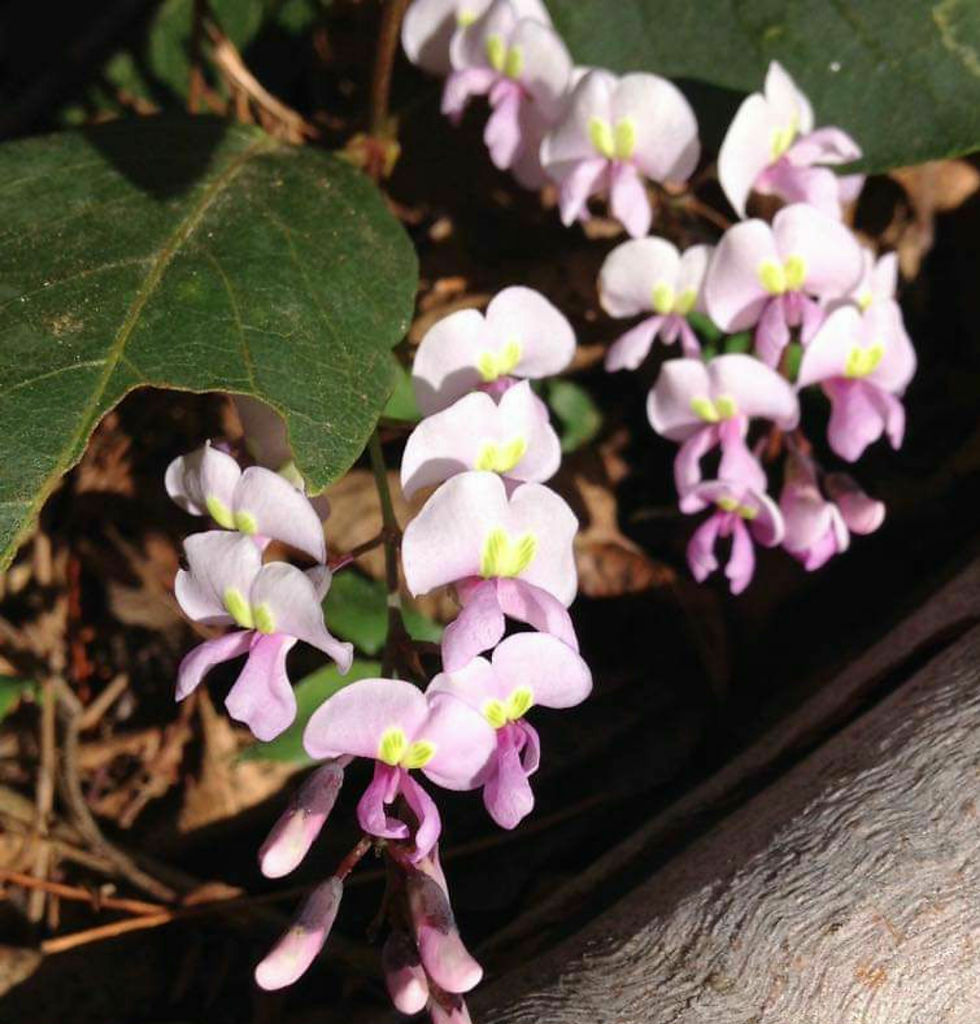 Hardenbergia violacea rosea - Pink Coral Pea - 20 seeds