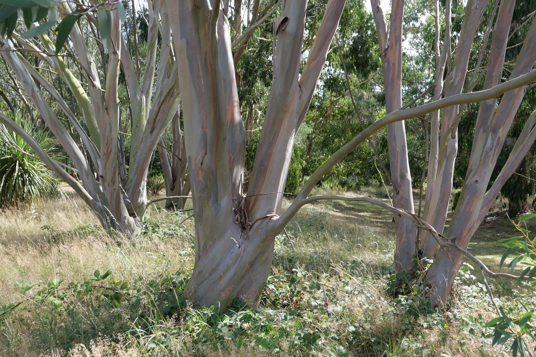 Eucalyptus dalrympleana - White Mountain Gum - 75 Seeds