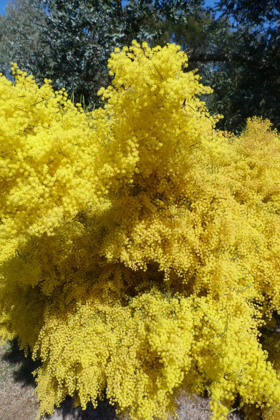 Acacia boormanii - Snowy River Wattle - 30 seeds