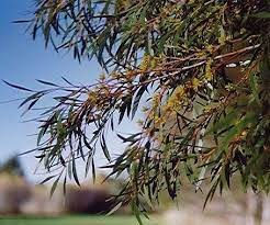 Thumbnail: Eucalyptus moorei ssp moorei - Little Sally - 50 Seeds