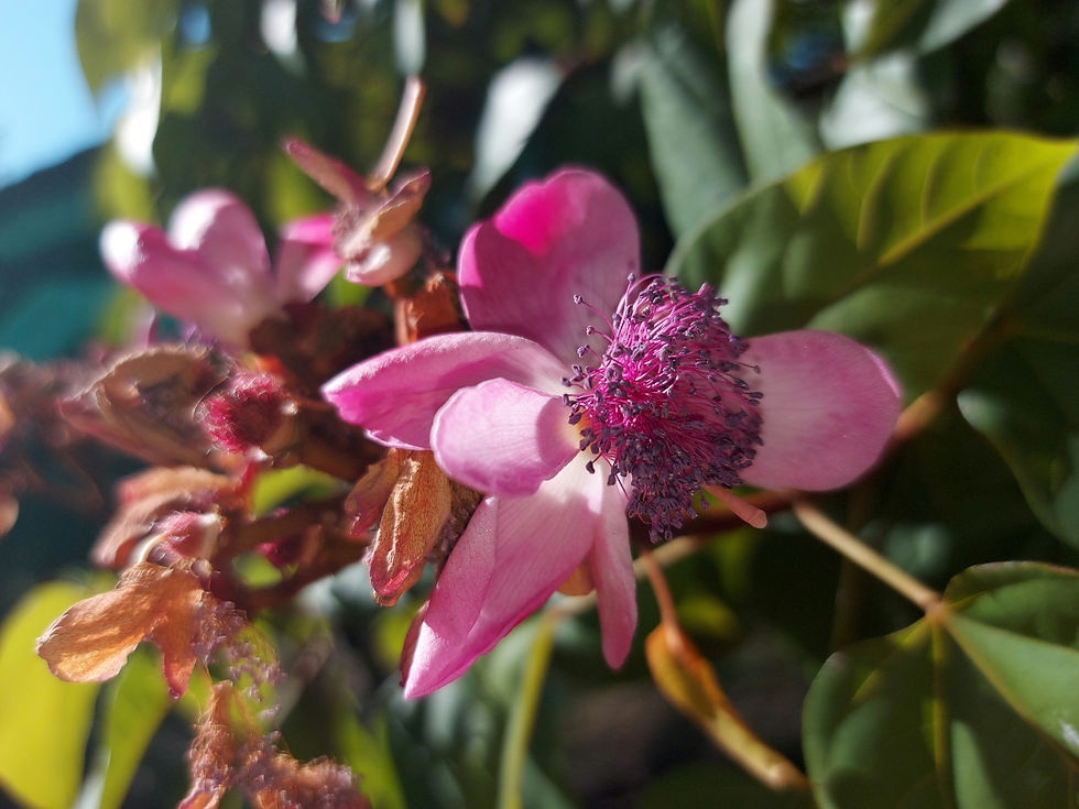 Thumbnail: Bixa orellana - Annato / Achiote Tree / Lipstick Plant - 20 seeds