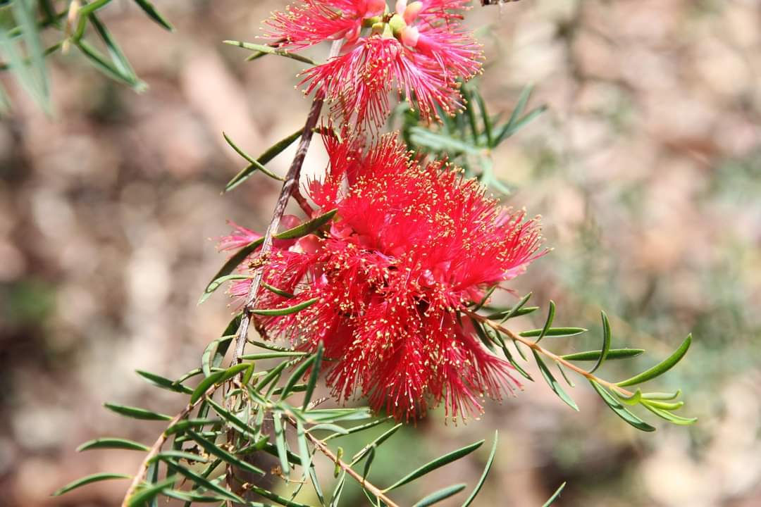 Melaleuca fulgens - Scarlet Honey Myrtle - 100 seeds