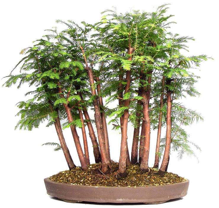 Thumbnail: Metasequoia glypstroboides - Dawn Redwood - 20 seeds
