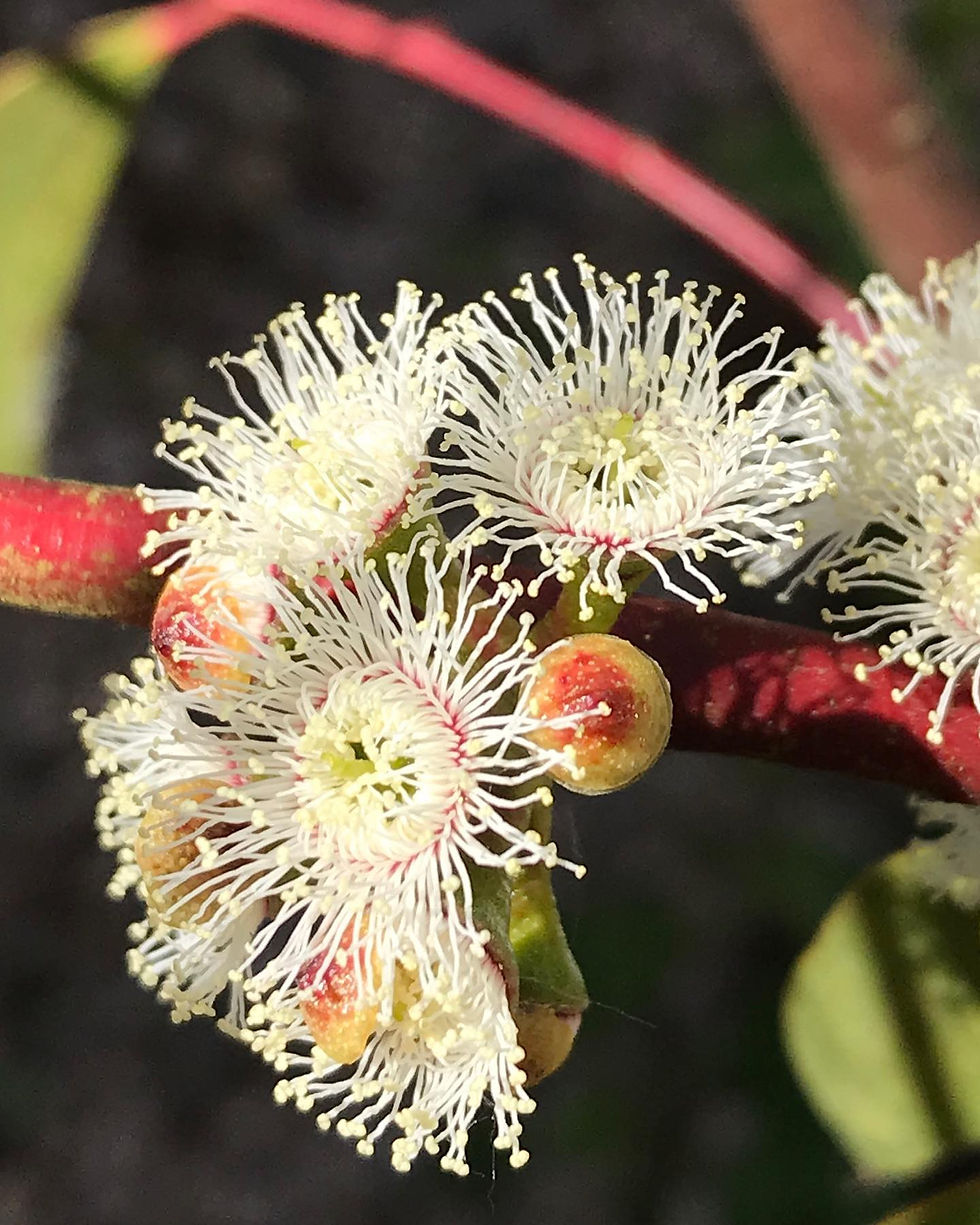 Thumbnail: Eucalyptus pulchella - Tasmanian White Peppermint - 75 Seeds