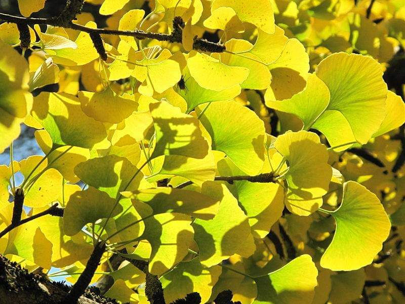 Thumbnail: Ginkgo biloba - Maidenhair Tree - 5 seeds