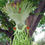 Thumbnail: Platycerium superbum - Staghorn Fern - 1000 Spores