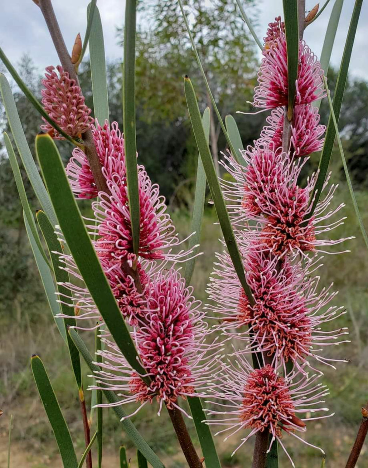 Hakea multilineata -  Grass Leaf Hakea - 20 seeds
