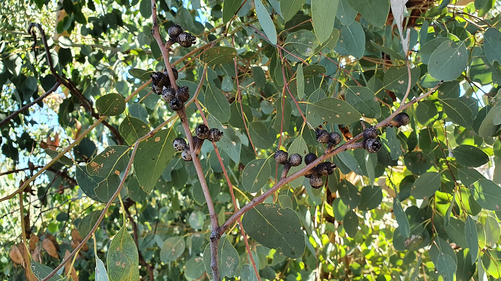 Thumbnail: Eucalyptus prava - Orange Gum - 100 Seeds