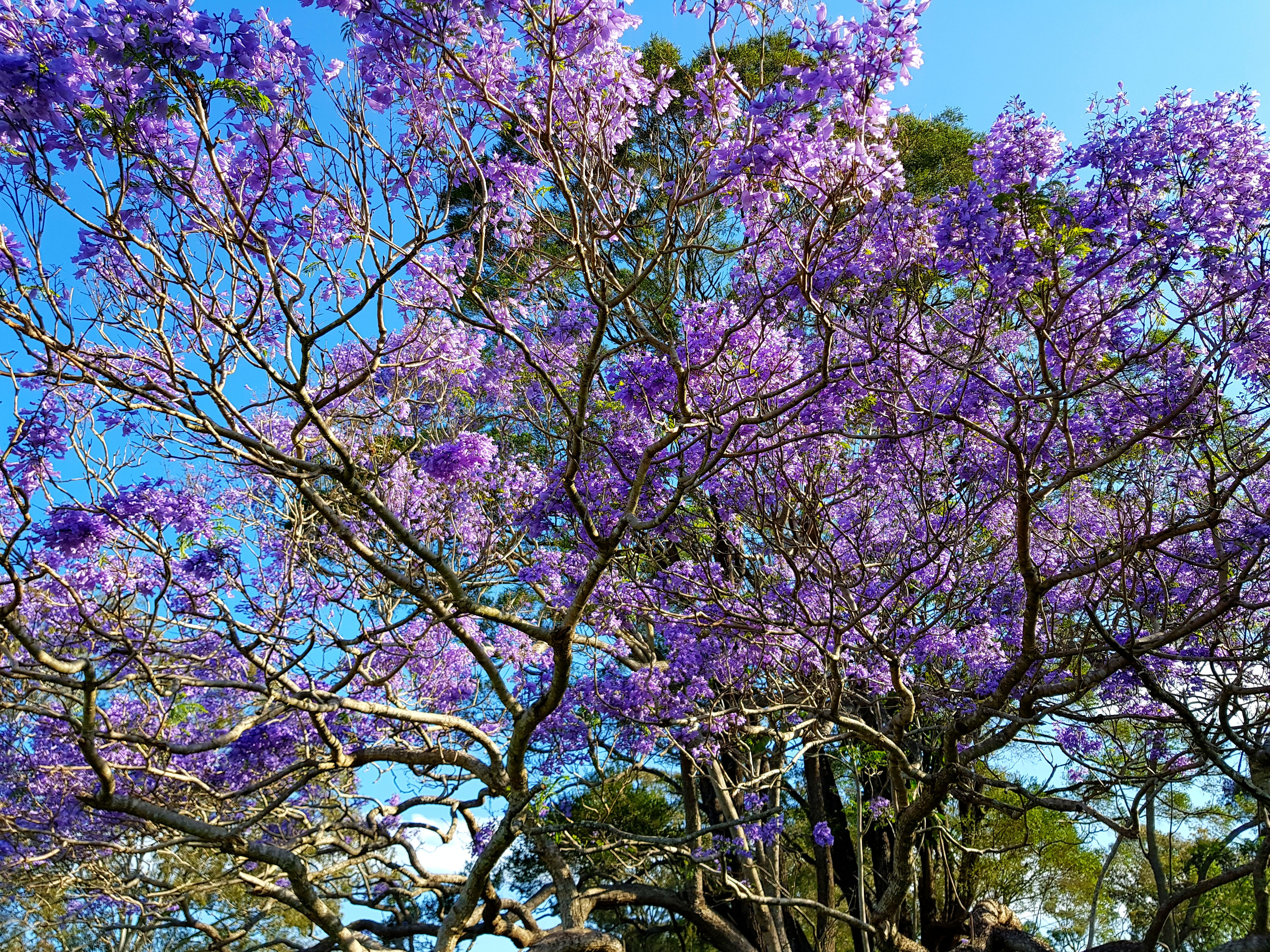 Jacaranda mimosifolia - Jacaranda - 30 seeds