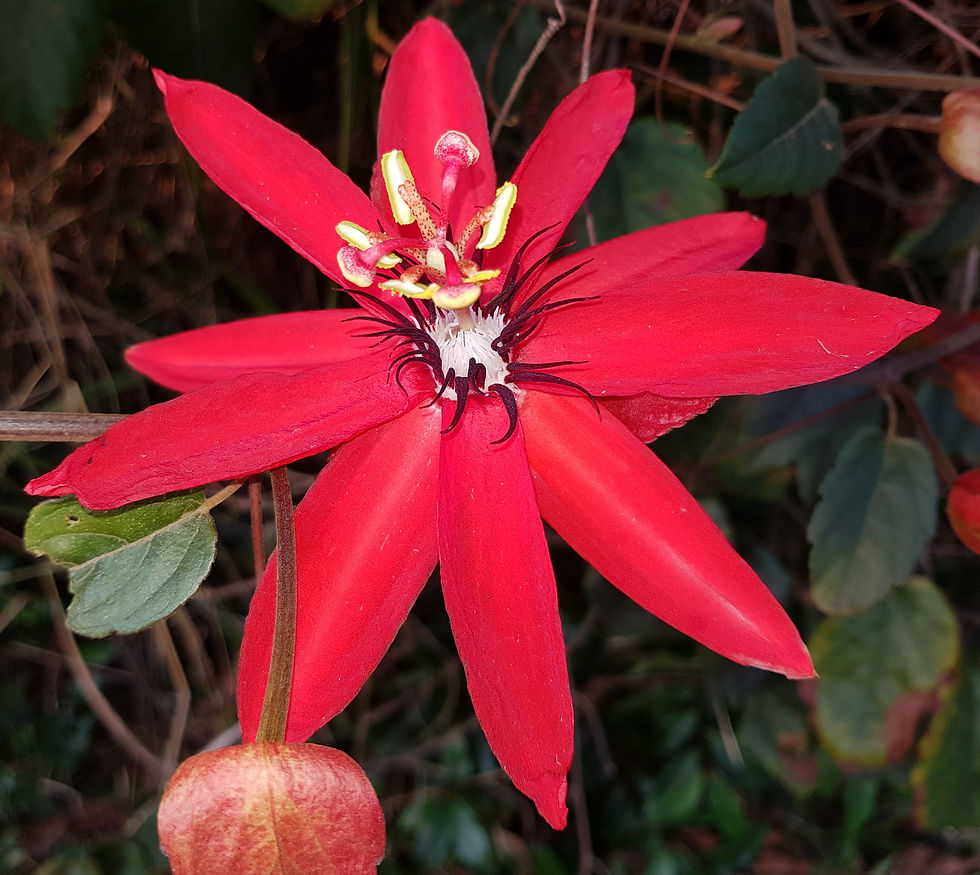 Passiflora coccinea - Red Flowering Passionfruit / Red Passionflower - 15 seeds