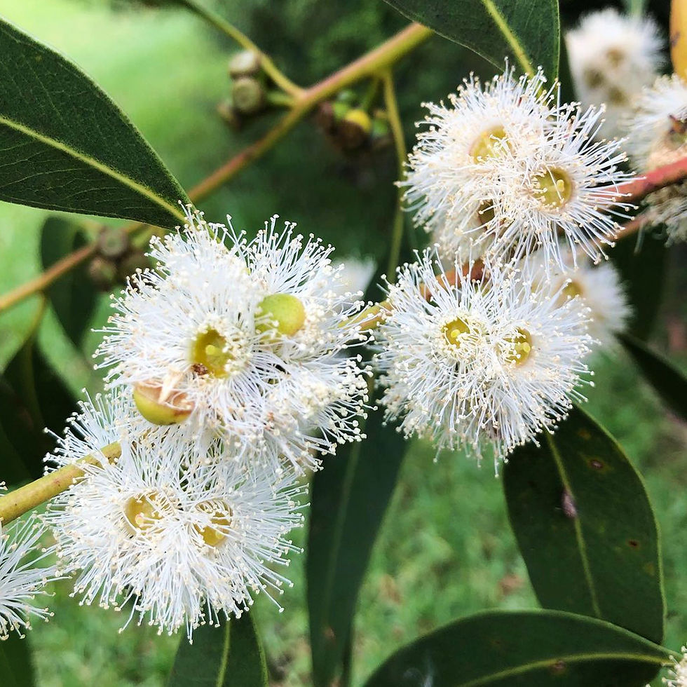Thumbnail: Eucalyptus kitsoniana - Gippsland Mallee - 100 Seeds