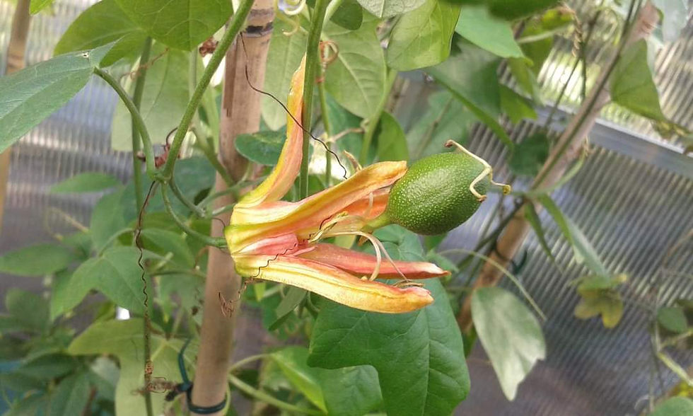 Thumbnail: Passiflora herbertiana - Native Passionfruit - 15 seeds