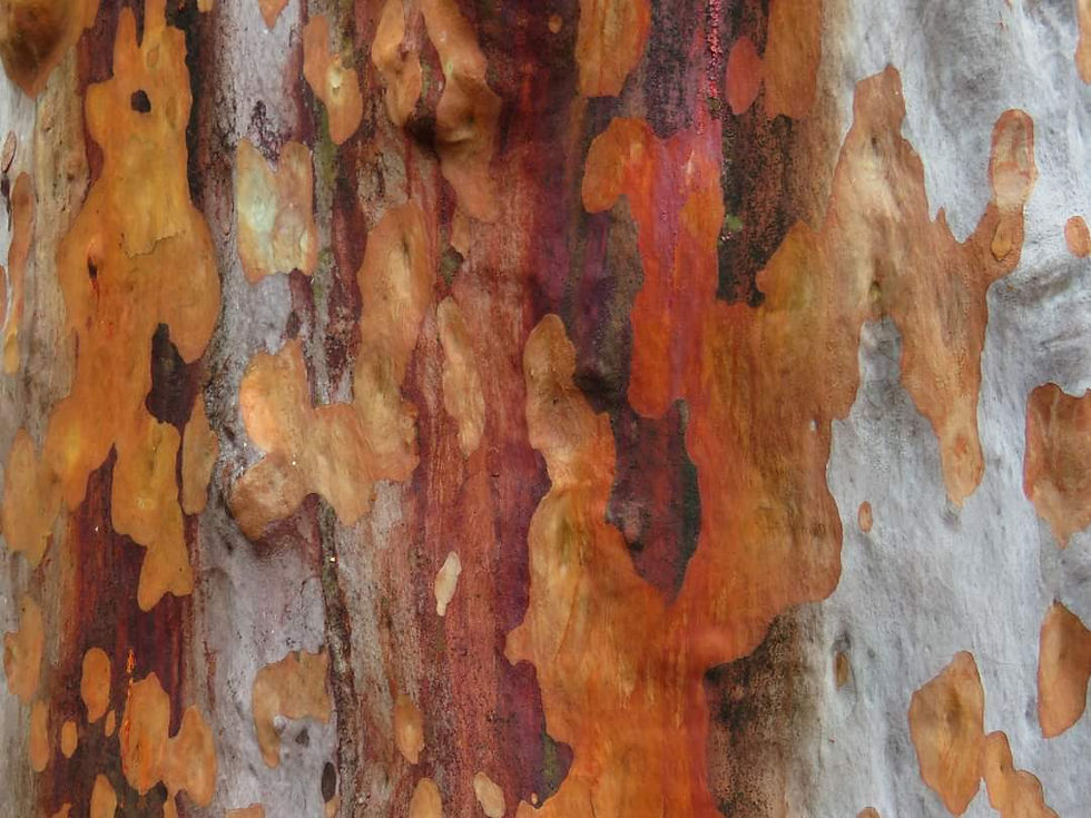 Thumbnail: Angophora costata - Smooth Barked Apple - 30 seeds