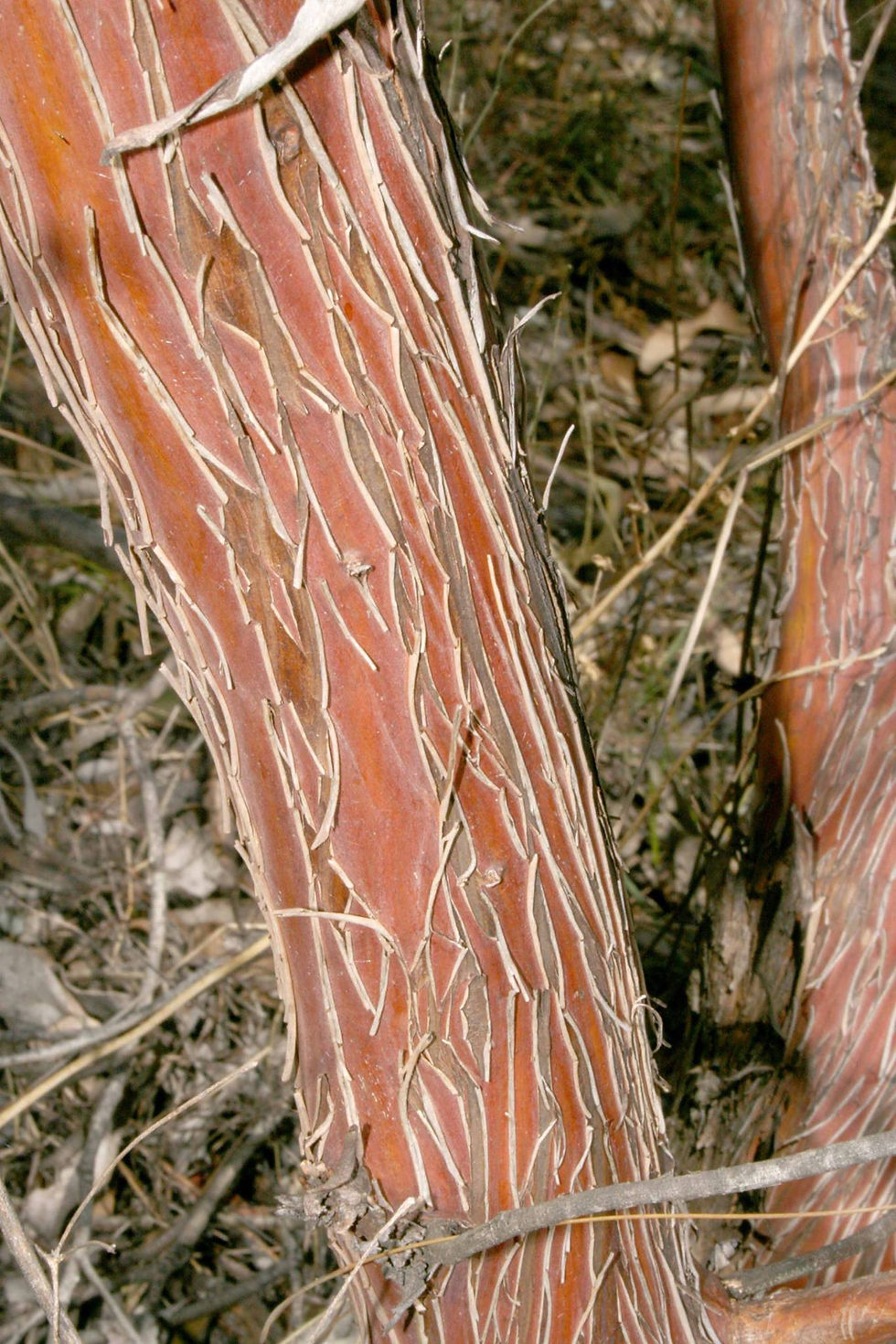 Thumbnail: Eucalyptus ewartiana - Ewarts Mallee - 50 Seeds