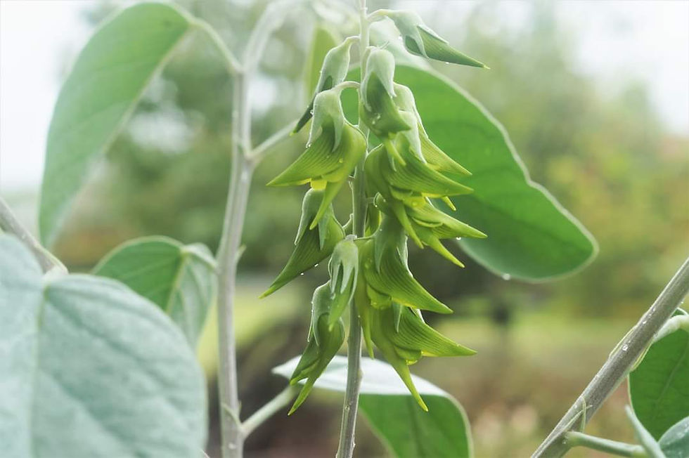 Thumbnail: Crotalaria cunninghamii - Green Birdflower - 10 seeds