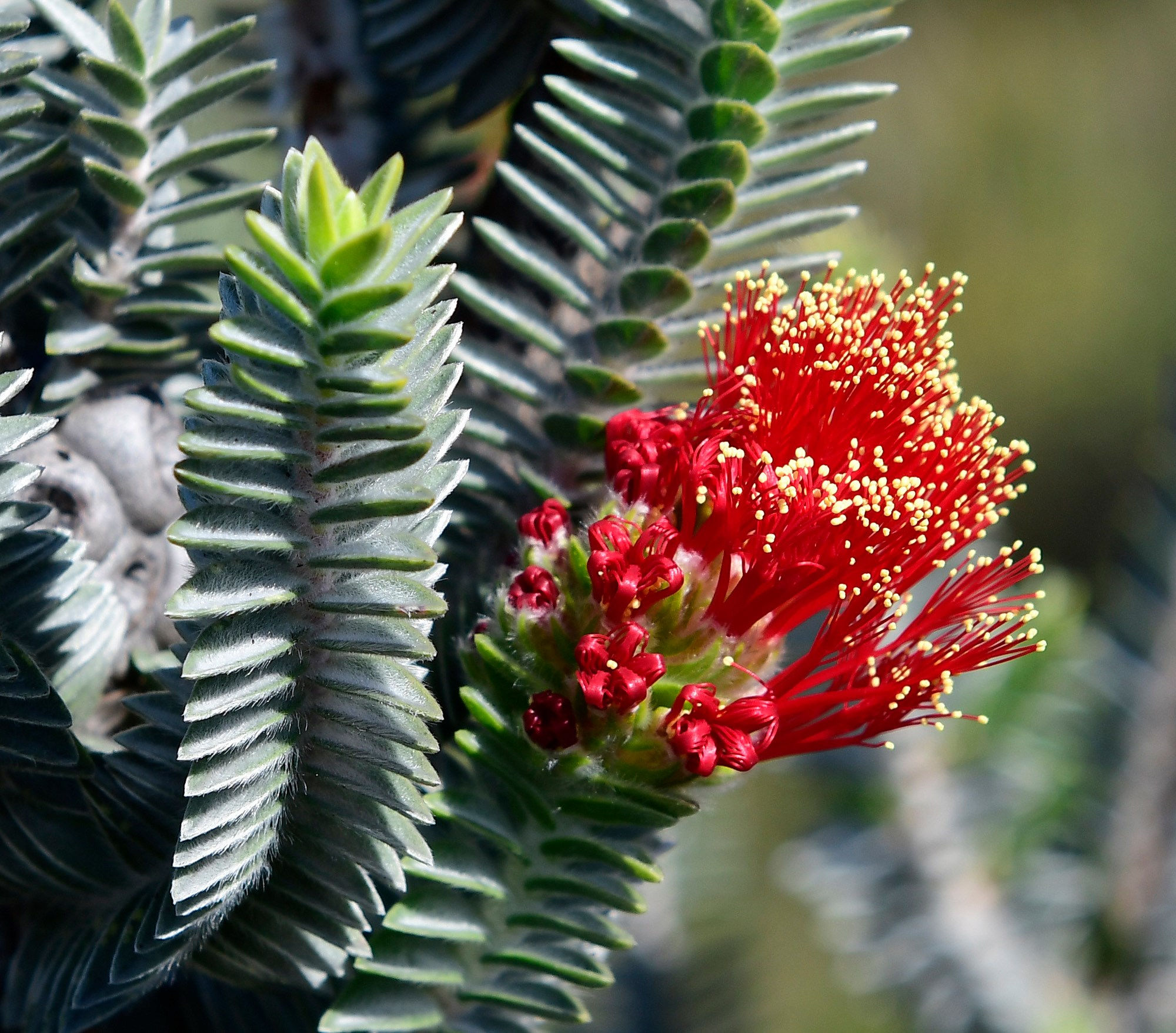 Regelia velutina - Barrens Regelia - 50 seeds