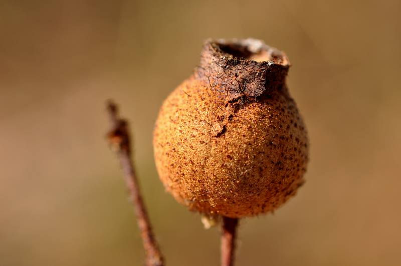 Thumbnail: Corymbia setosa syn Eucalyptus setosa - Rough Leaved Bloodwood - 30 seeds