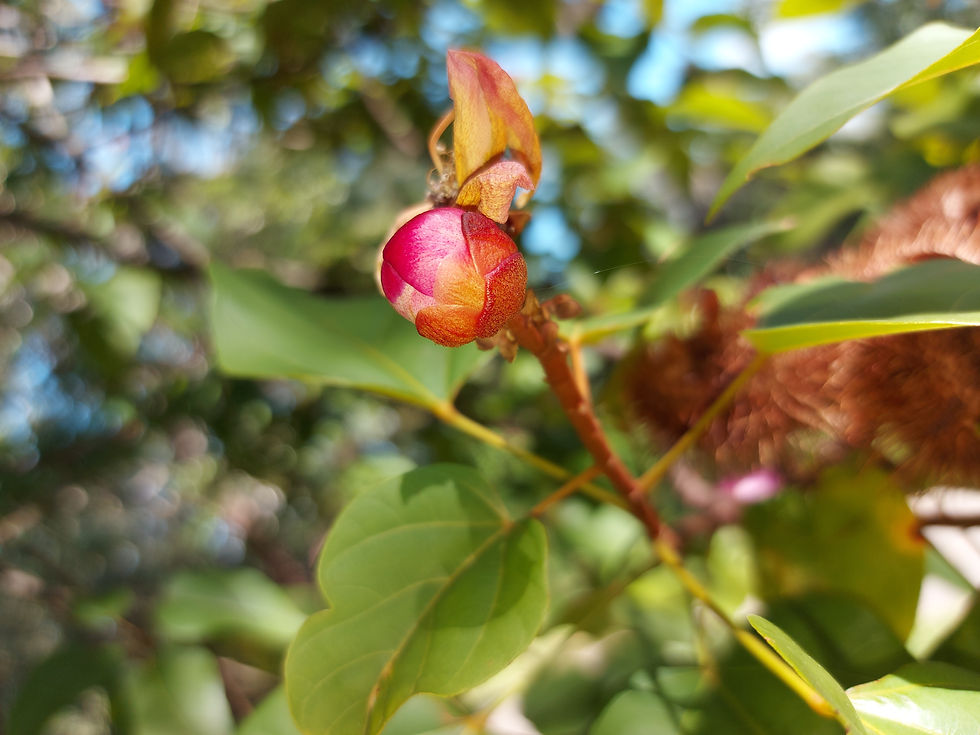 Thumbnail: Bixa orellana - Annato / Achiote Tree / Lipstick Plant - 20 seeds