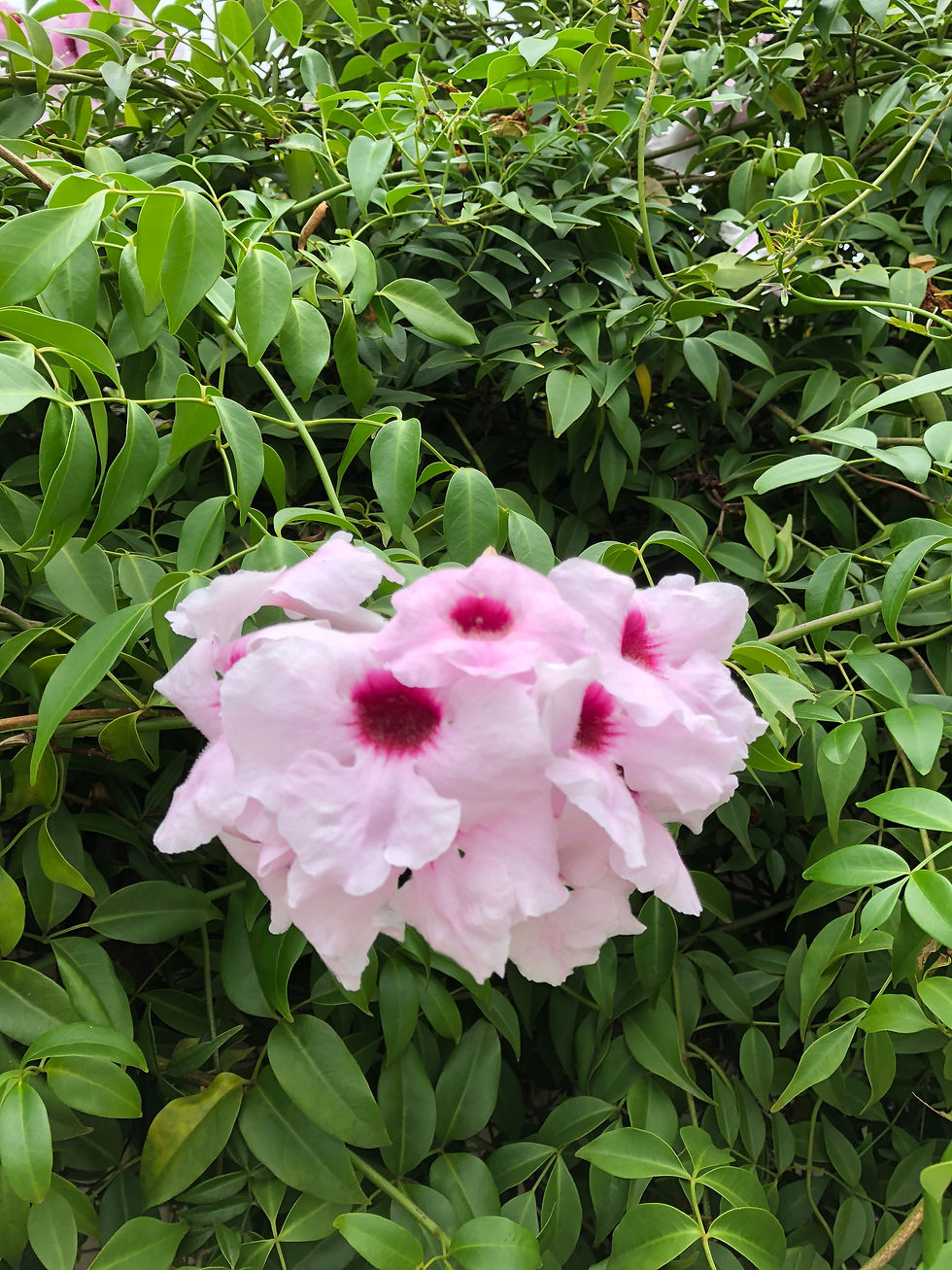 Thumbnail: Pandorea jasminoides - Bower of Beauty - 30 seeds
