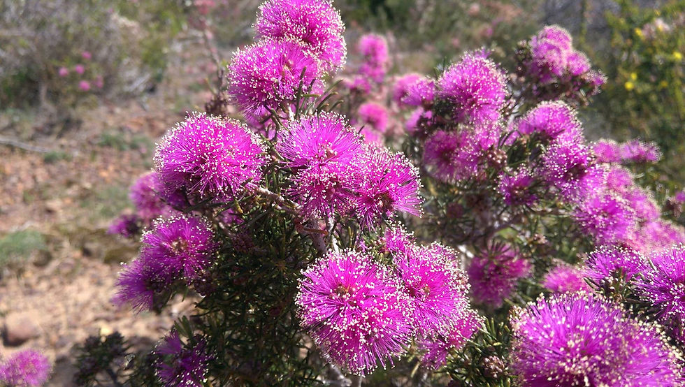 Thumbnail: Melaleuca trichophylla - Pretty Honey Myrtle - 150 seeds