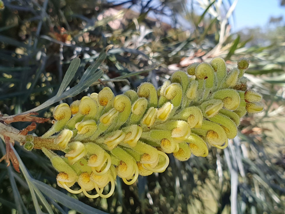 Thumbnail: Grevillea banksii alba - White Flowering Grevillea - 20 seeds