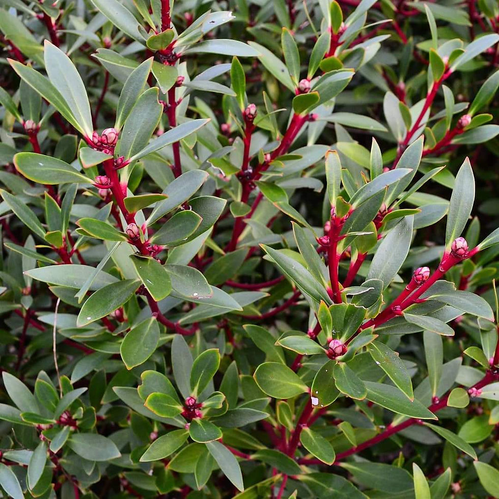 Thumbnail: Tasmannia lanceolata - Mountain Pepper / Pepperberry - 20 seeds